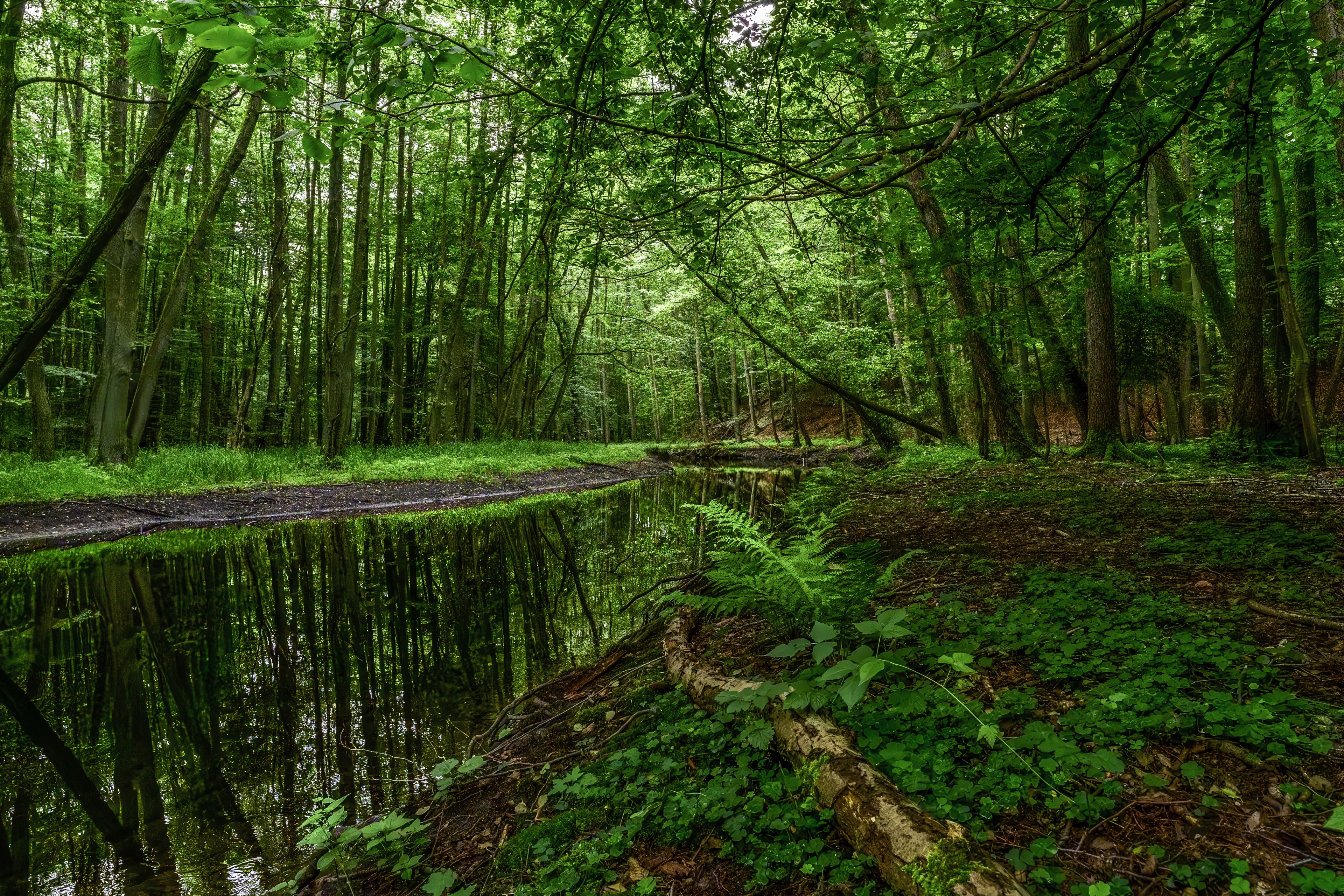 Un ruisseau forestier paisible dans lequel se reflètent les cimes des arbres, entouré d'une végétation luxuriante et de mousse, avec des fougères poussant sur un tronc d'arbre renversé.