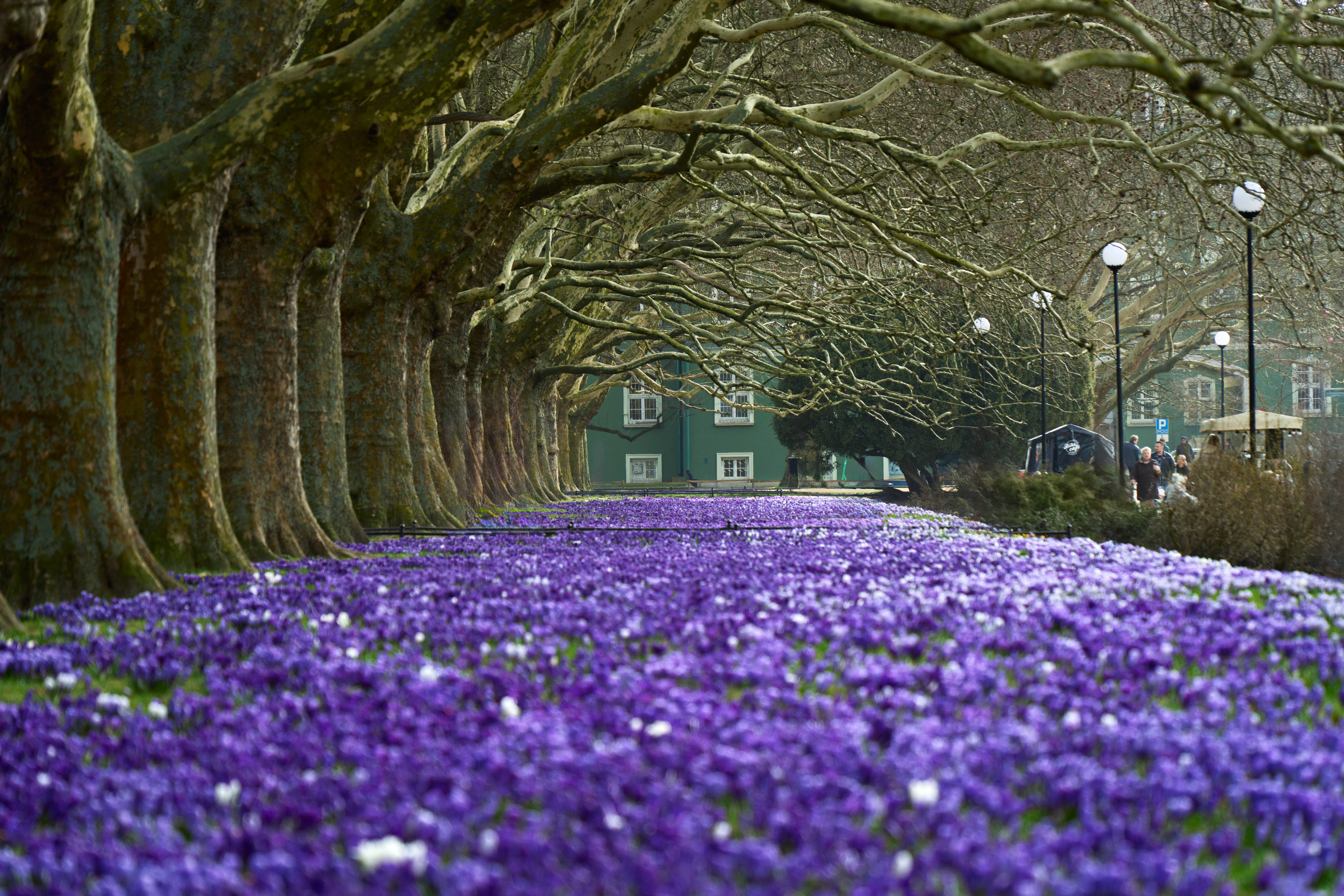 Allée de platanes à Szczecin recouverte d'un tapis de crocus violets formant un tunnel printanier au cœur de la ville.