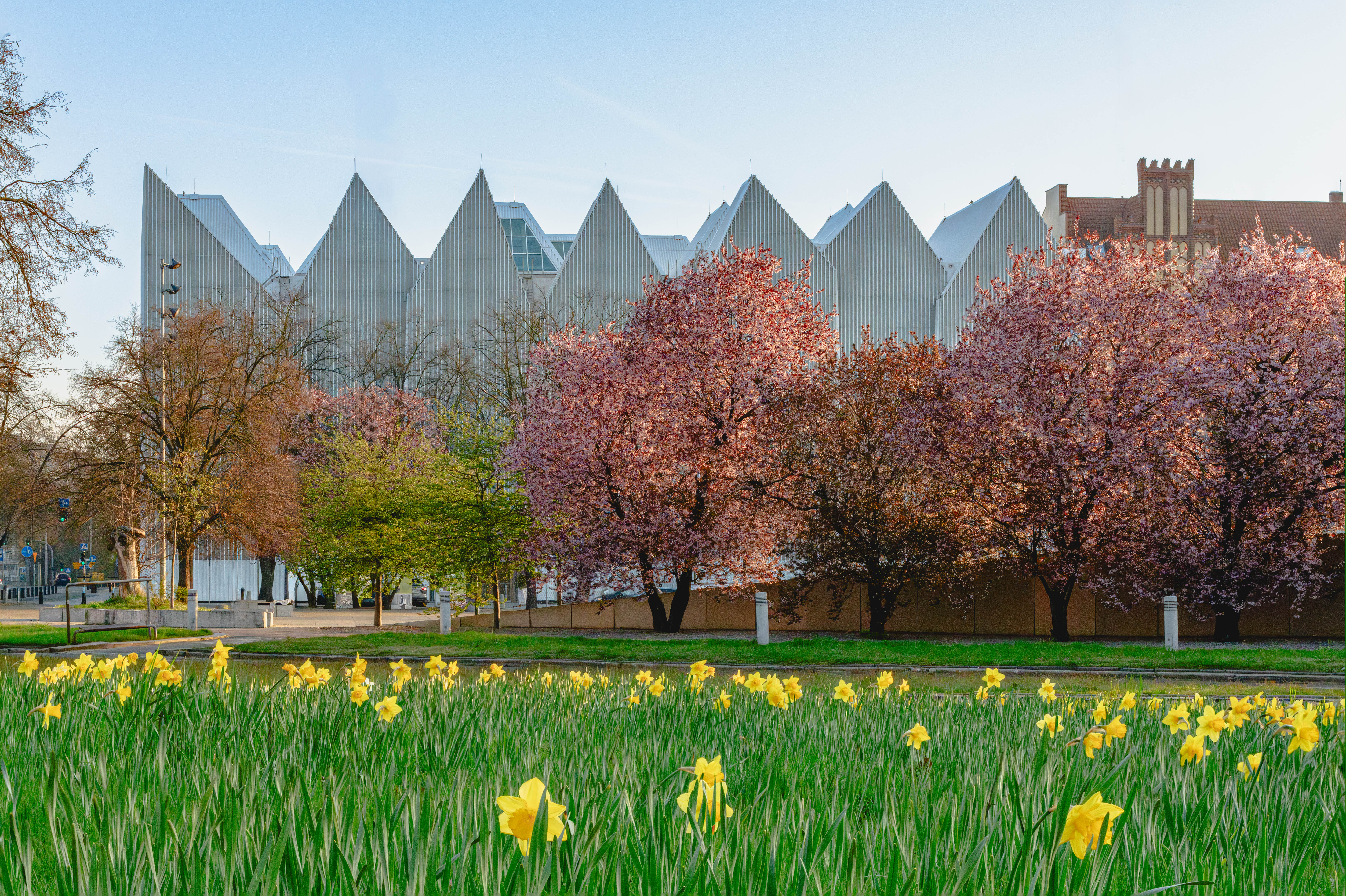 La Philharmonie de Szczecin au printemps, entourée de cerisiers en fleurs et de jonquilles jaunes au premier plan.