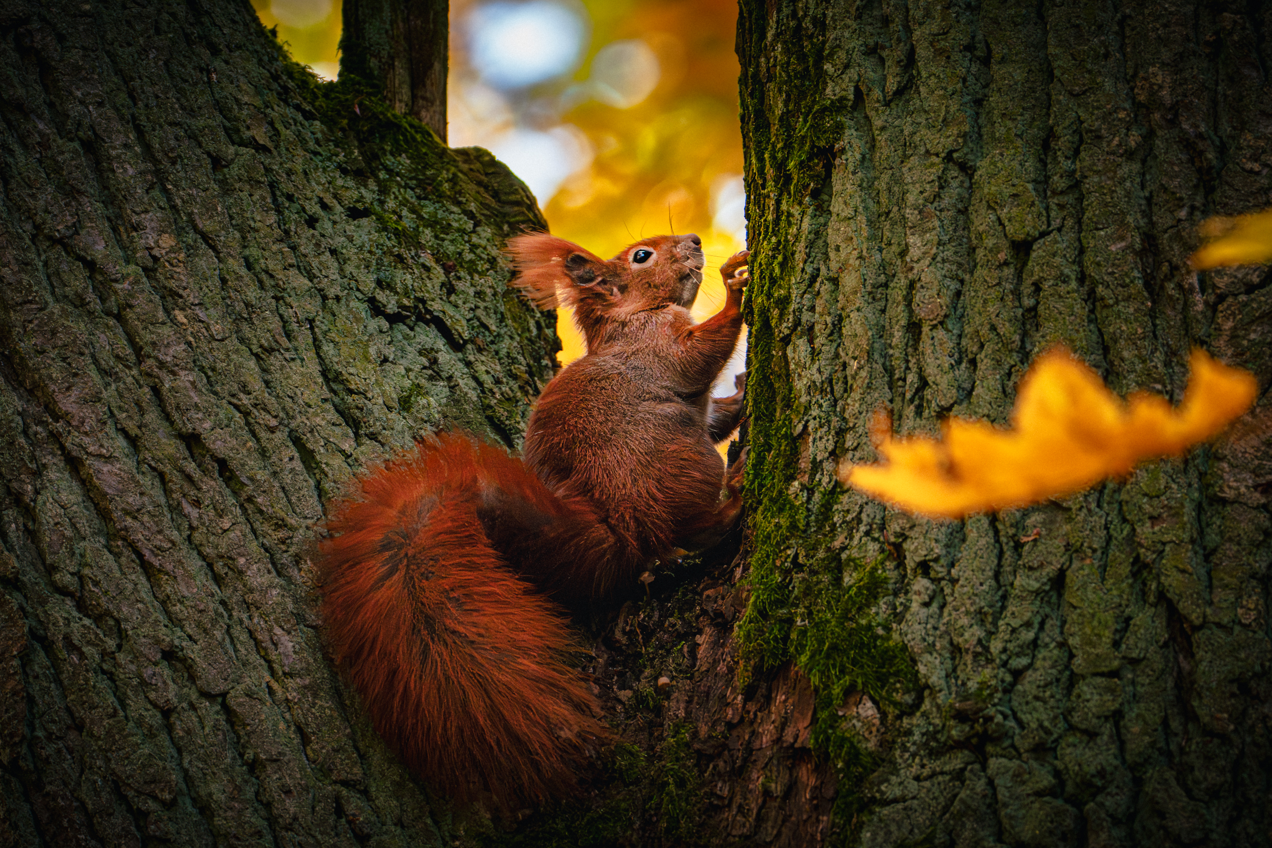 A squirrel in a crack in a tree trunk — autumn bokeh, the contrast between its fur and the moss.