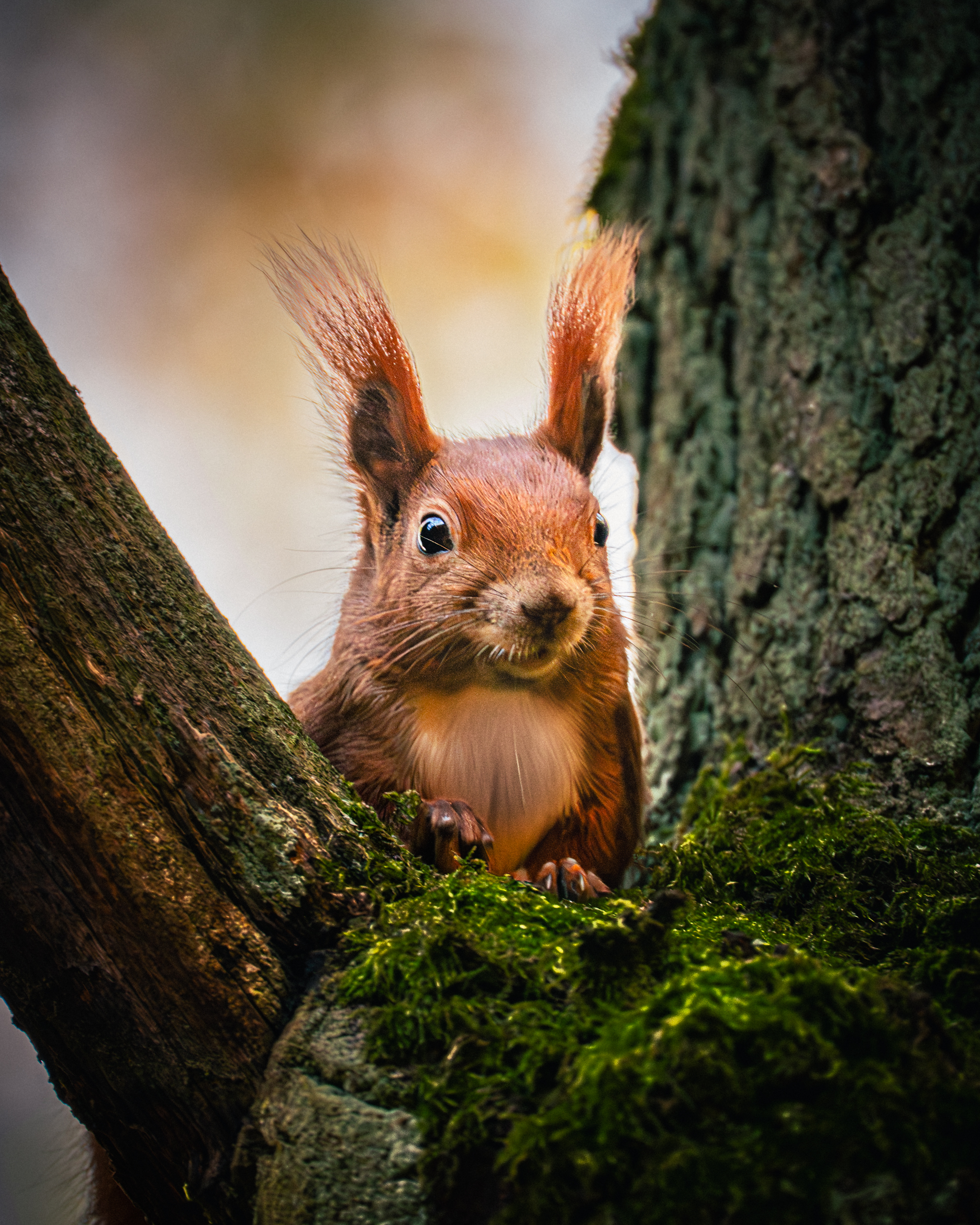 A squirrel looking around its surroundings—autumnal bokeh, contrast between fur and moss, frontal view.