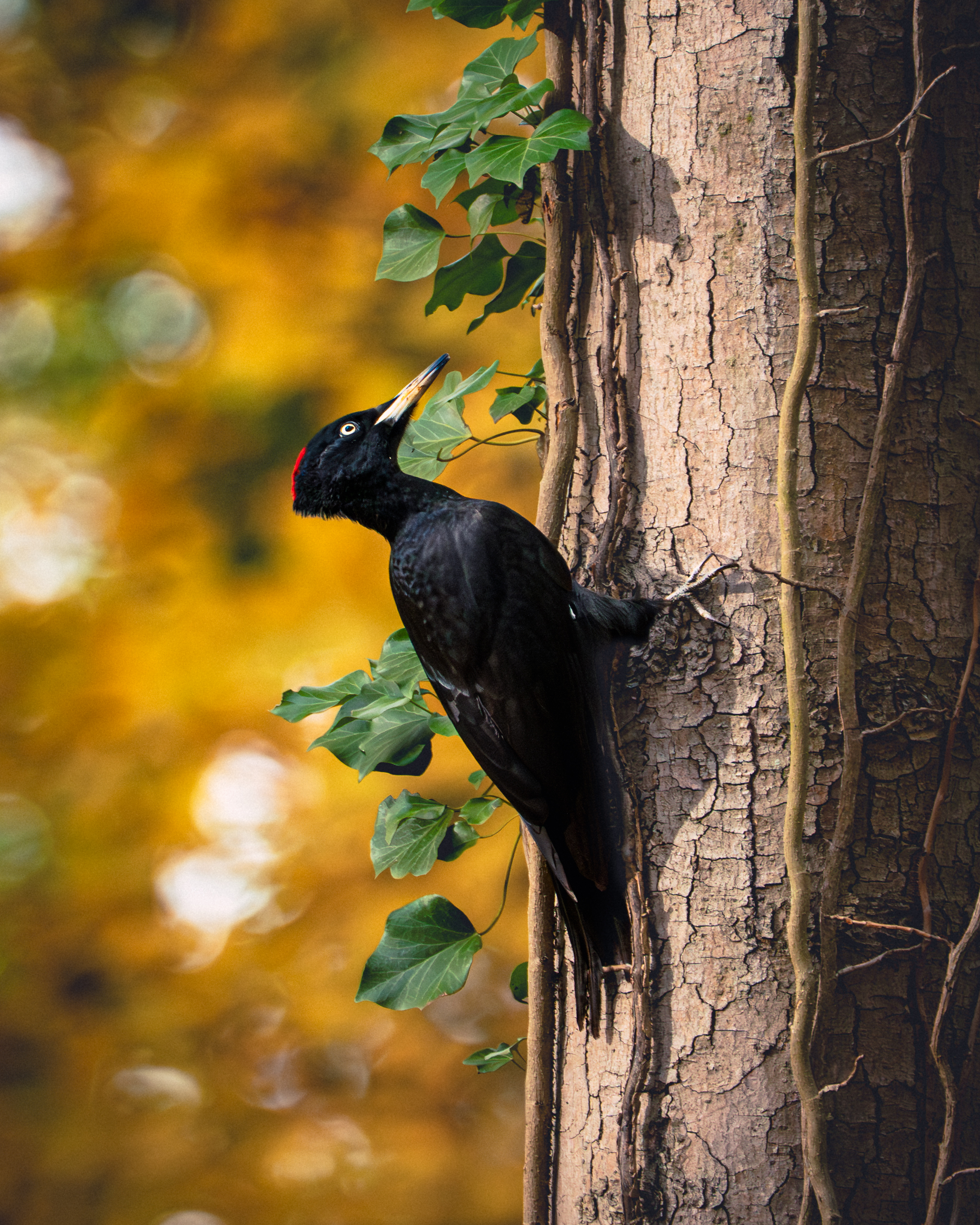 A black woodpecker on a trunk covered with ivy — vertical frame, autumn colours.