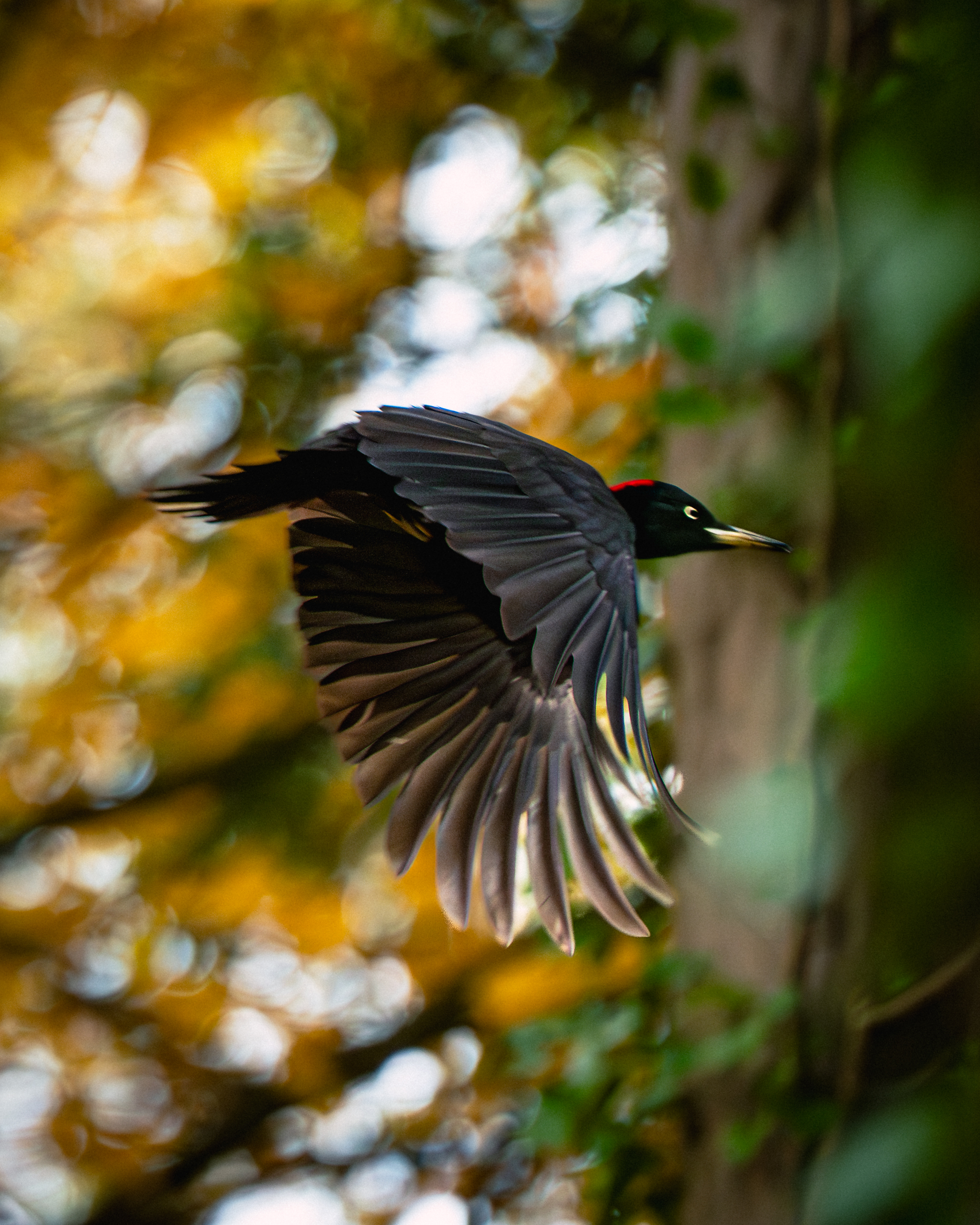 Flight over the avenue — Black woodpecker in flight with a fan of feathers, soft bokeh.