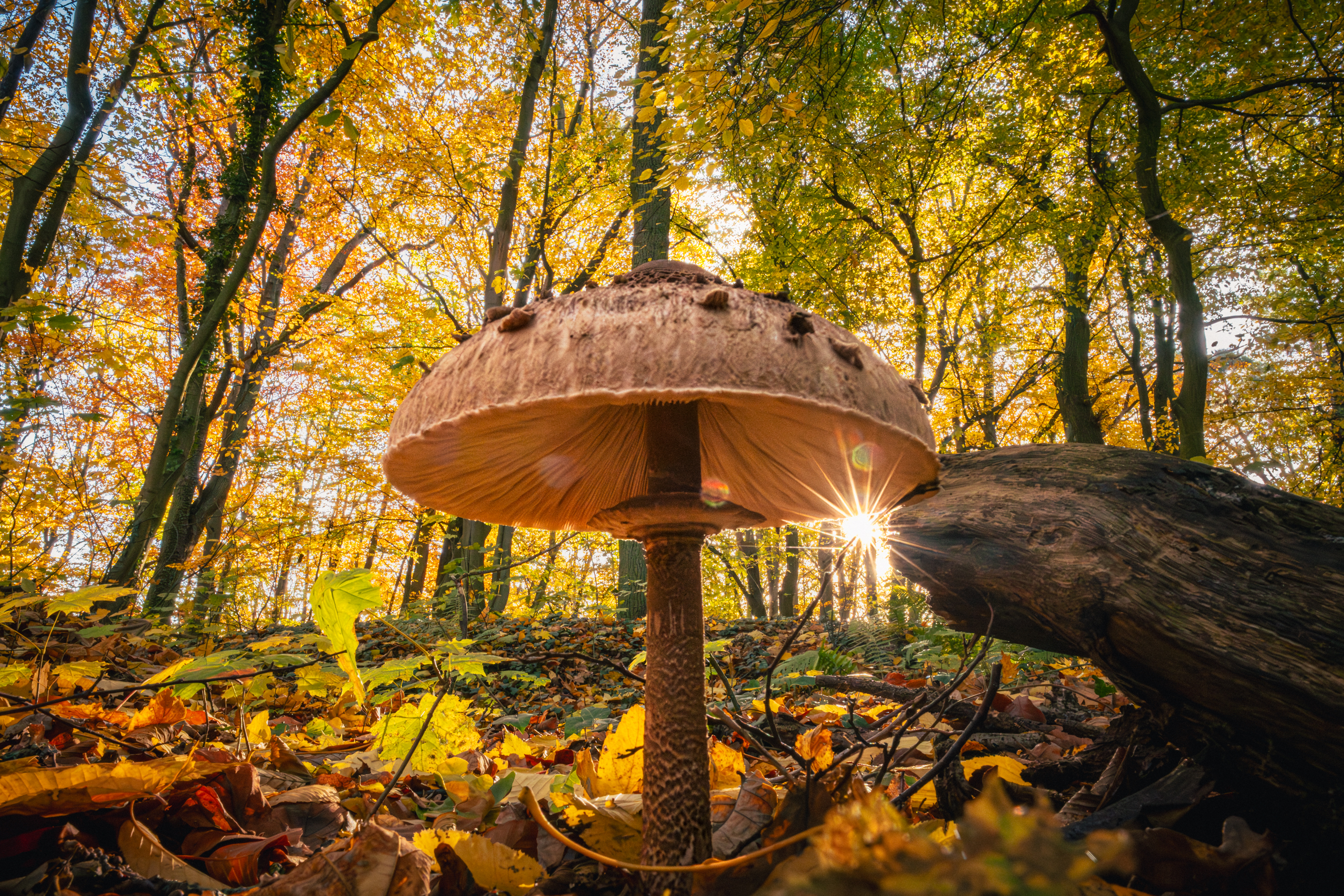 A buzzard with the sun behind it — low to the ground, wide angle, backlight.