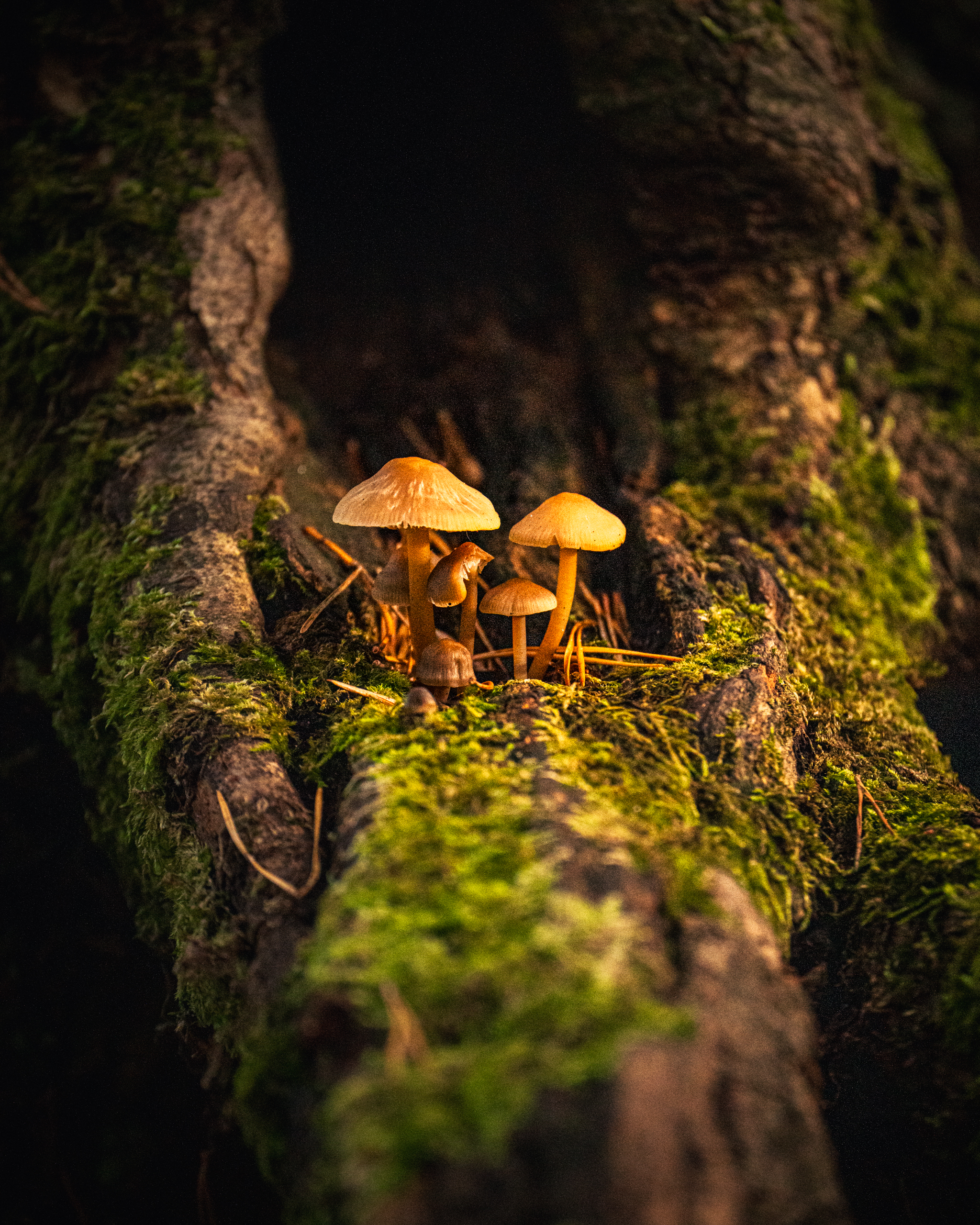 A group of mushrooms growing from a tree trunk with a line leading from green moss.