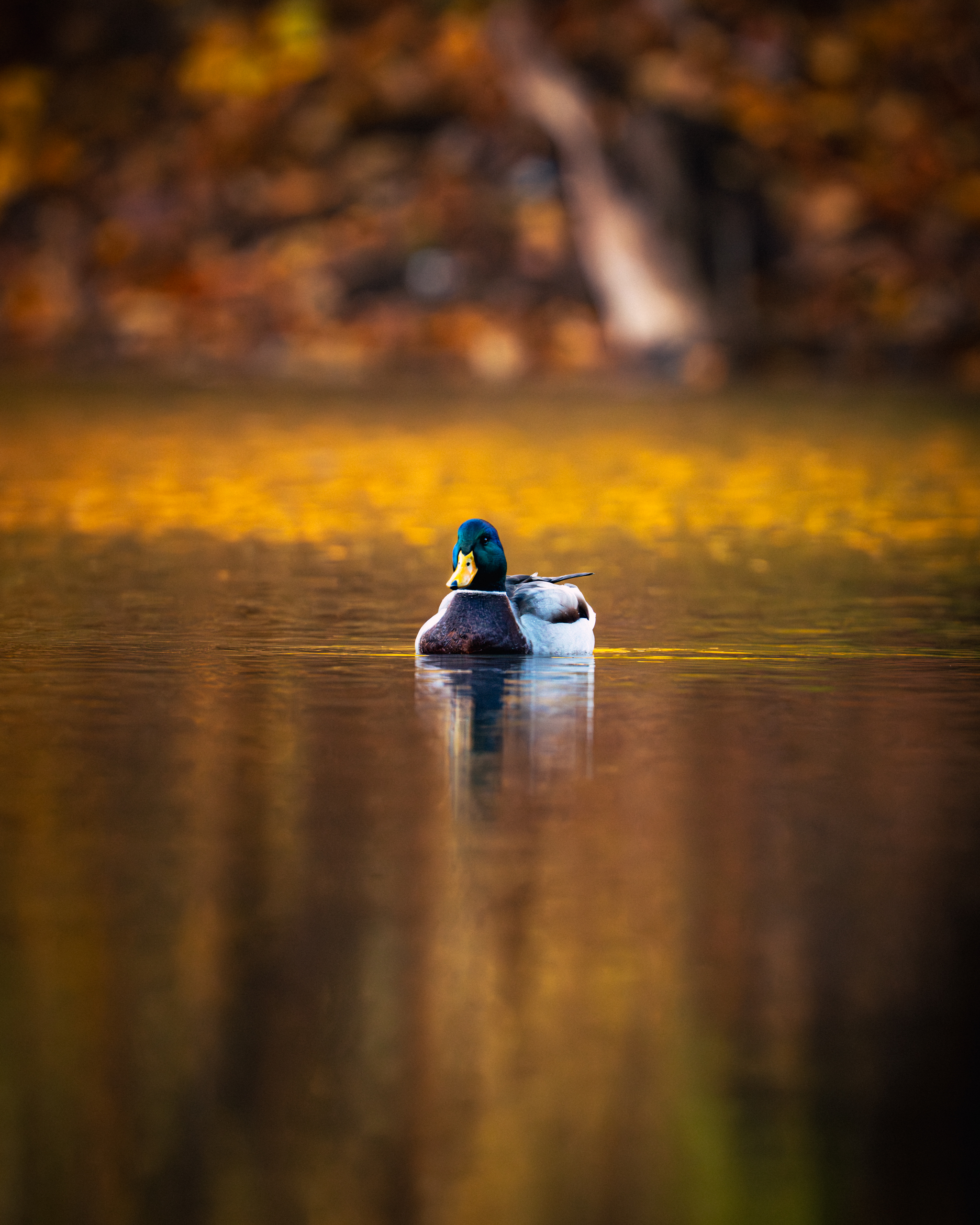 A wild duck swimming on a lake, soft autumn bokeh.