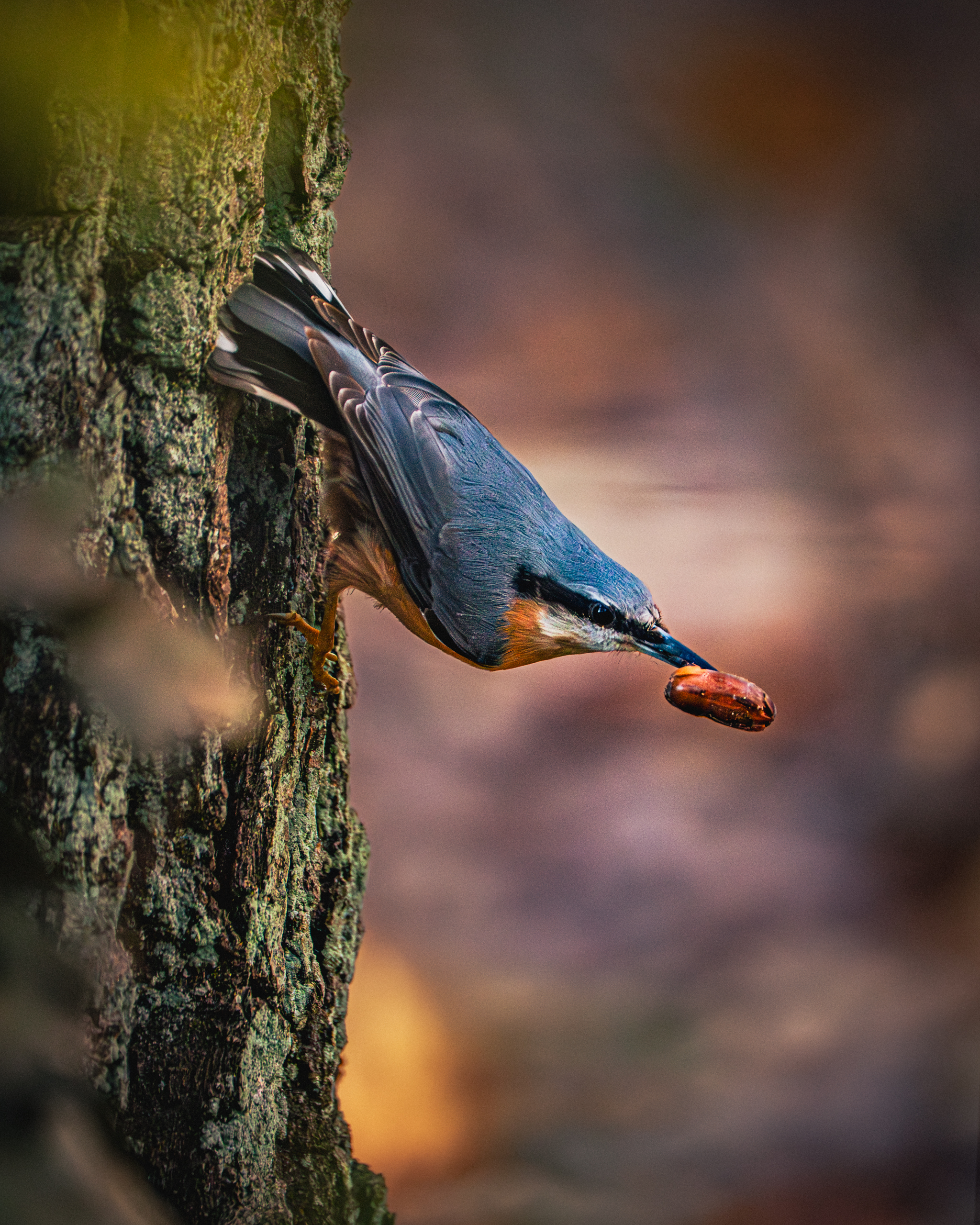 A woodpecker with an acorn on a tree trunk preparing to fly — a dynamic position and a clean background.
