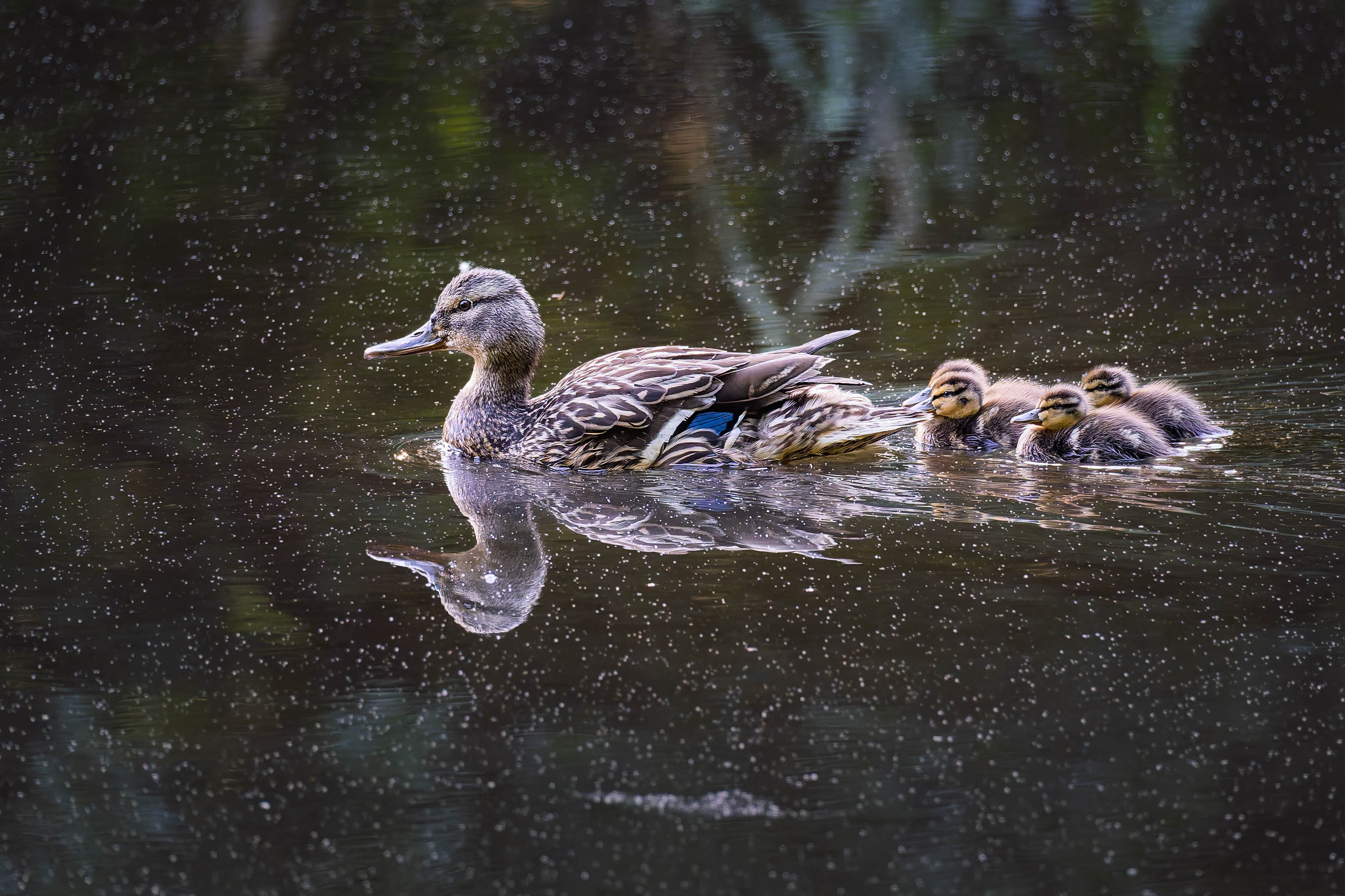 Un canard colvert nage avec quatre canetons sur une eau calme.