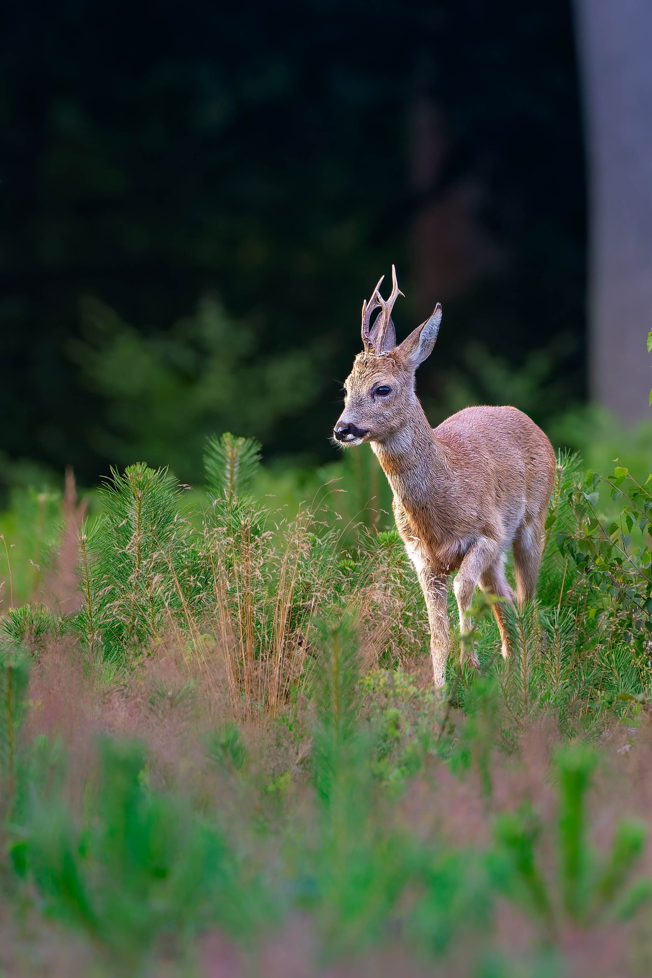 Un jeune chevreuil devant une clairière, entre hautes herbes et conifères, éclairé par la lumière de l'après-midi.