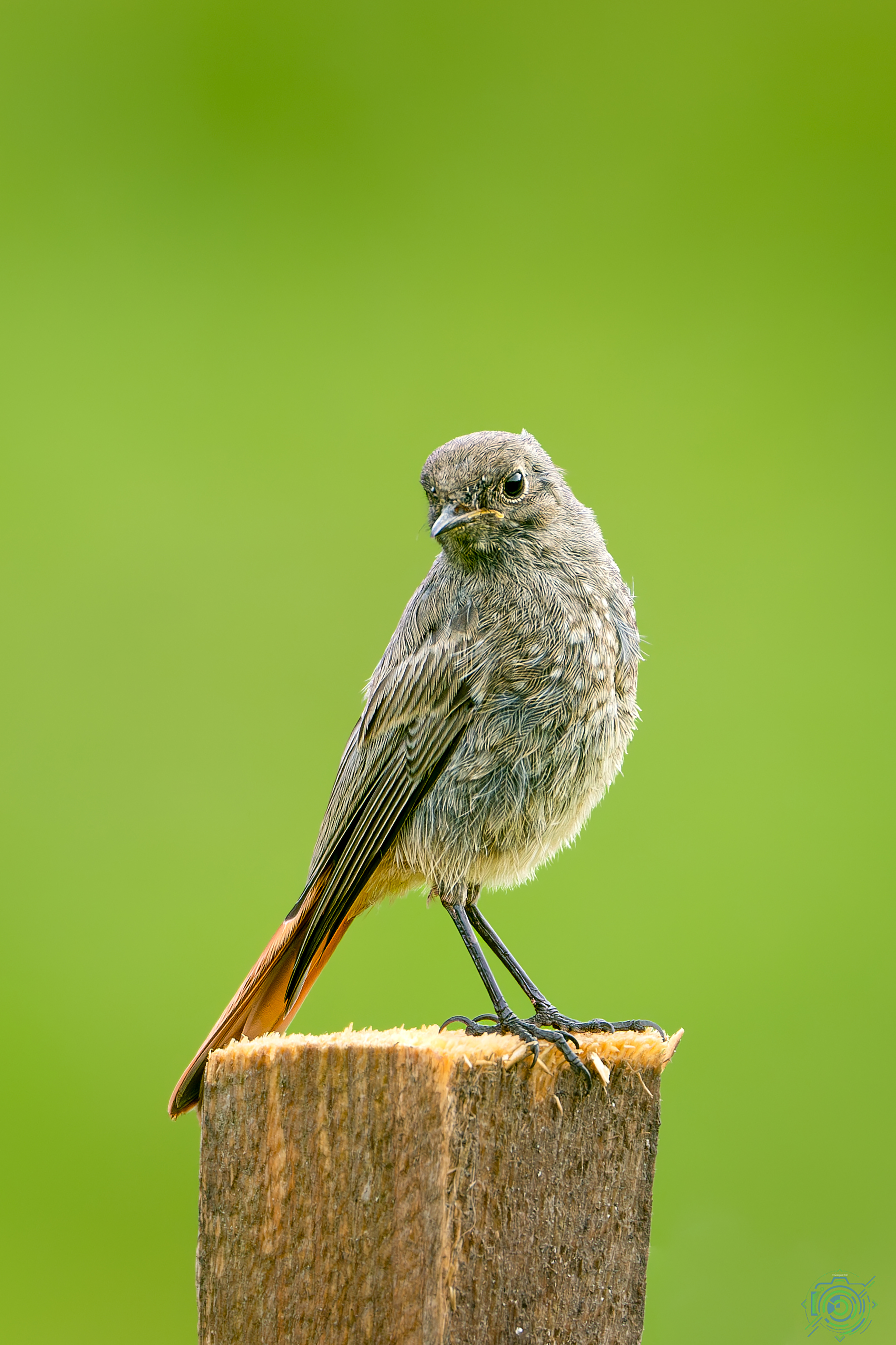 Une mésange bleue est perchée sur un poteau en bois coupé devant un paysage verdoyant flou.