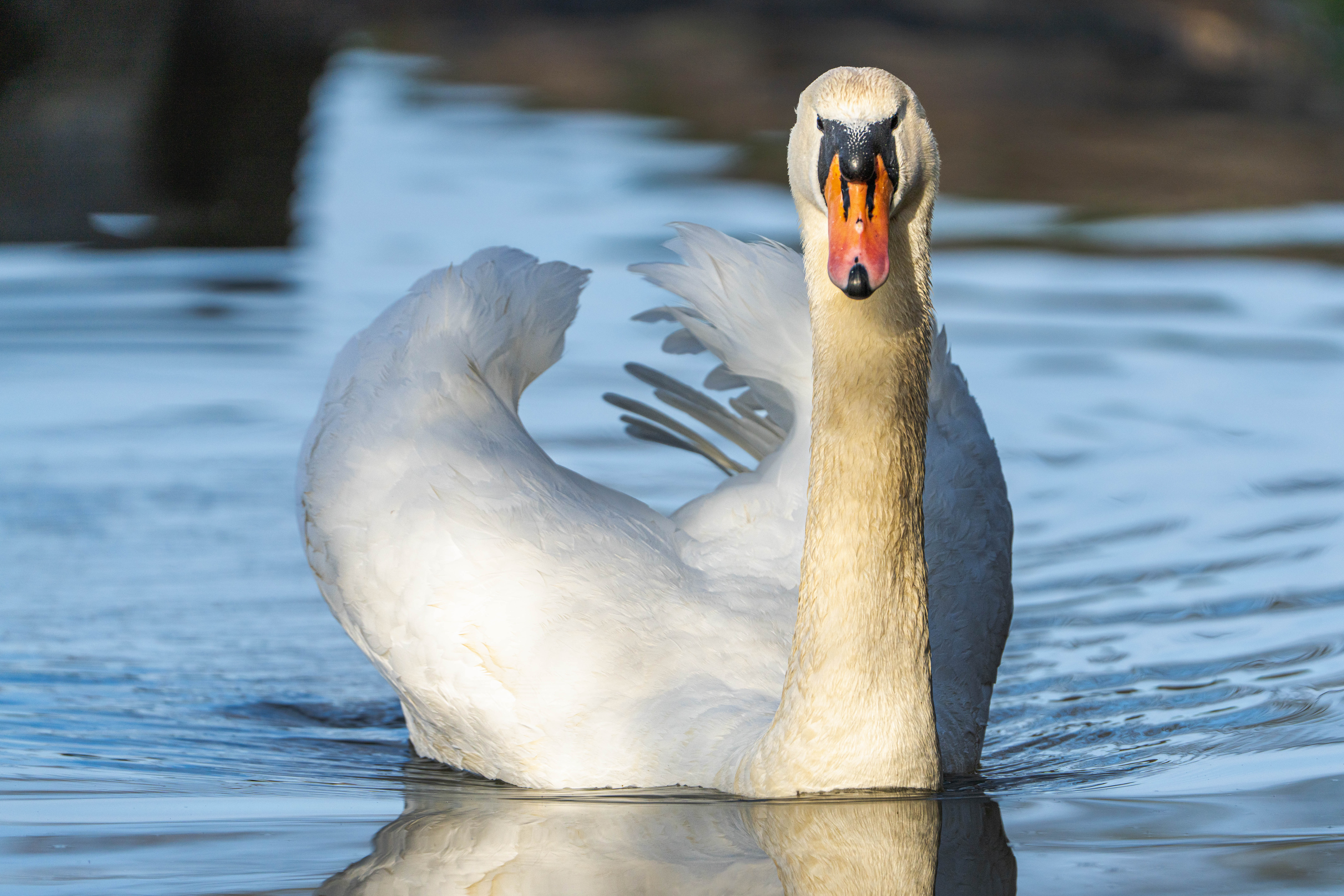 Un cygne tuberculé, photographié de face à la surface de l'eau, les ailes déployées et baigné d'une lumière intense qui met en valeur son plumage blanc.