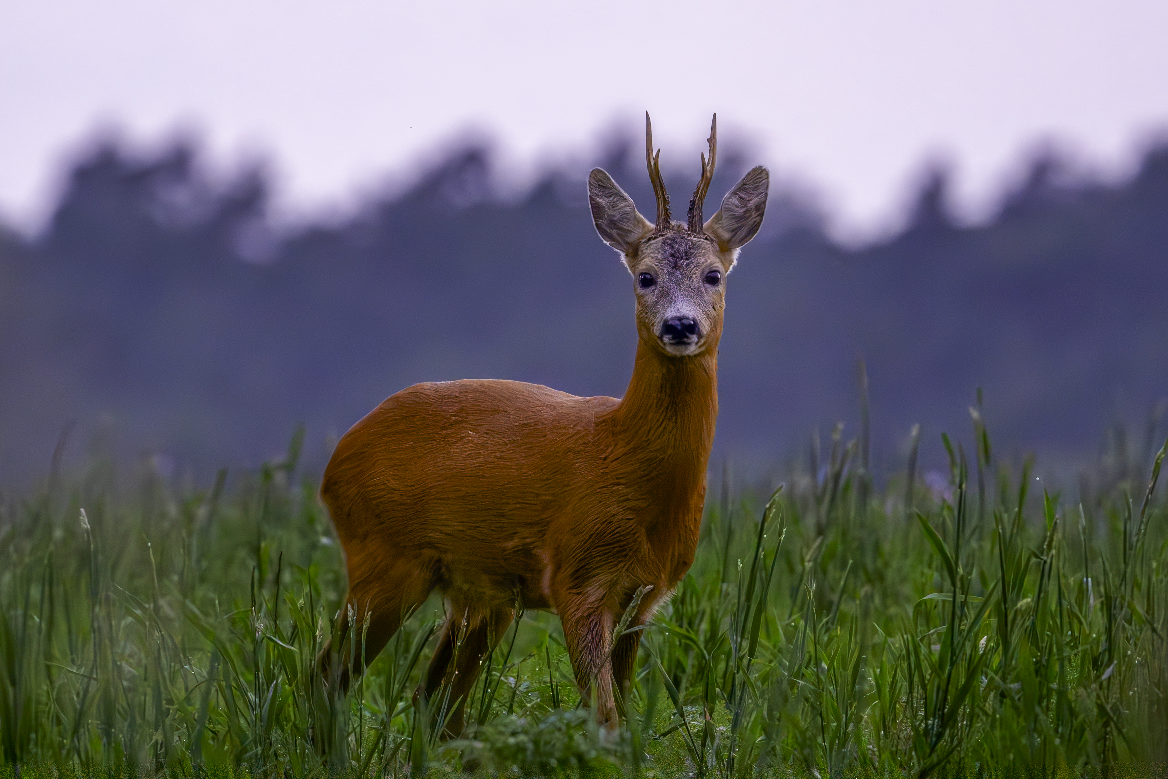 Un chevreuil avec des bois, photographié au crépuscule devant un ciel qui s'assombrit, debout au milieu des hautes herbes dans une clairière.
