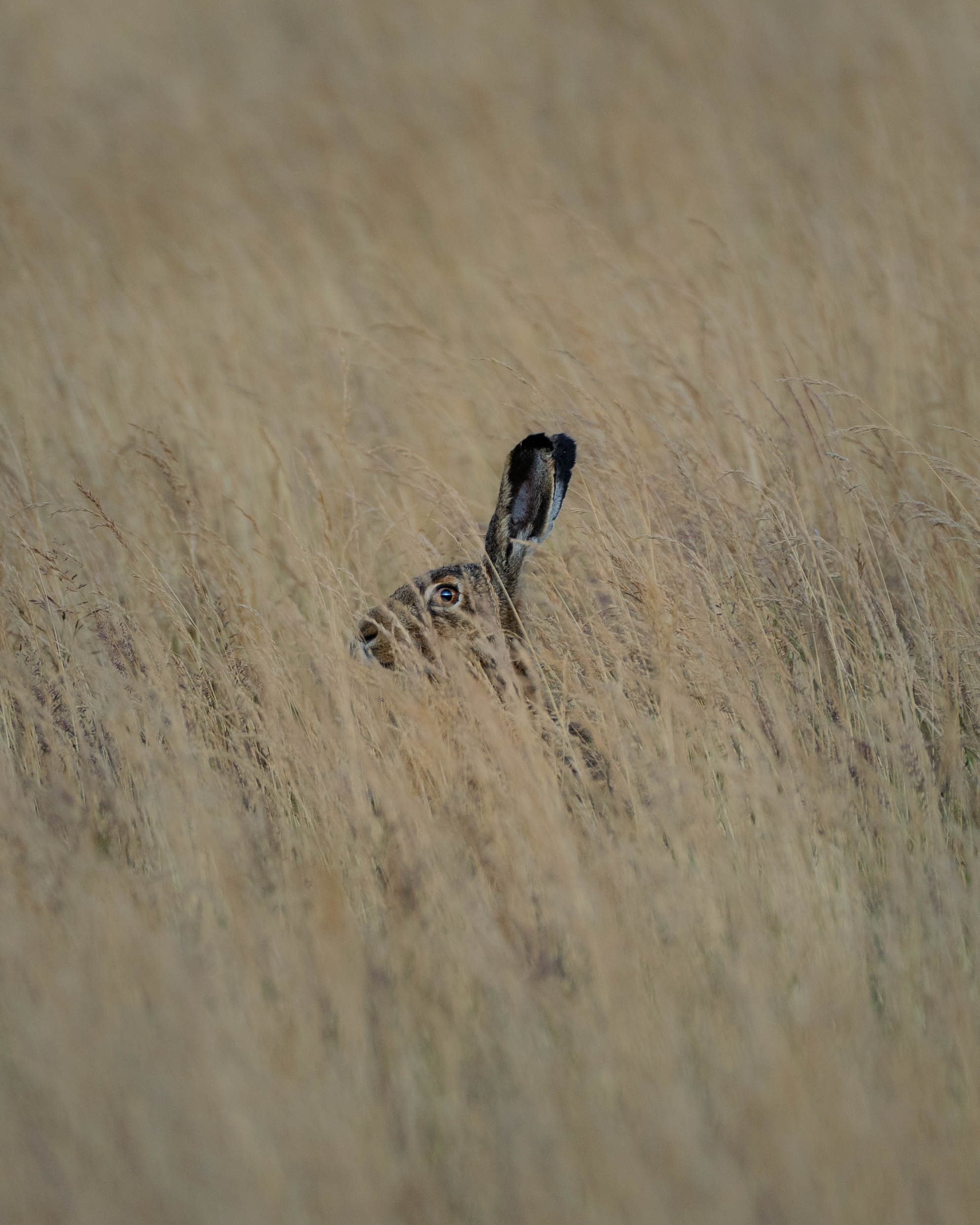 Un lièvre se cache dans les hautes herbes sèches – seule une partie de sa tête et une oreille dressée dépassent du champ.
