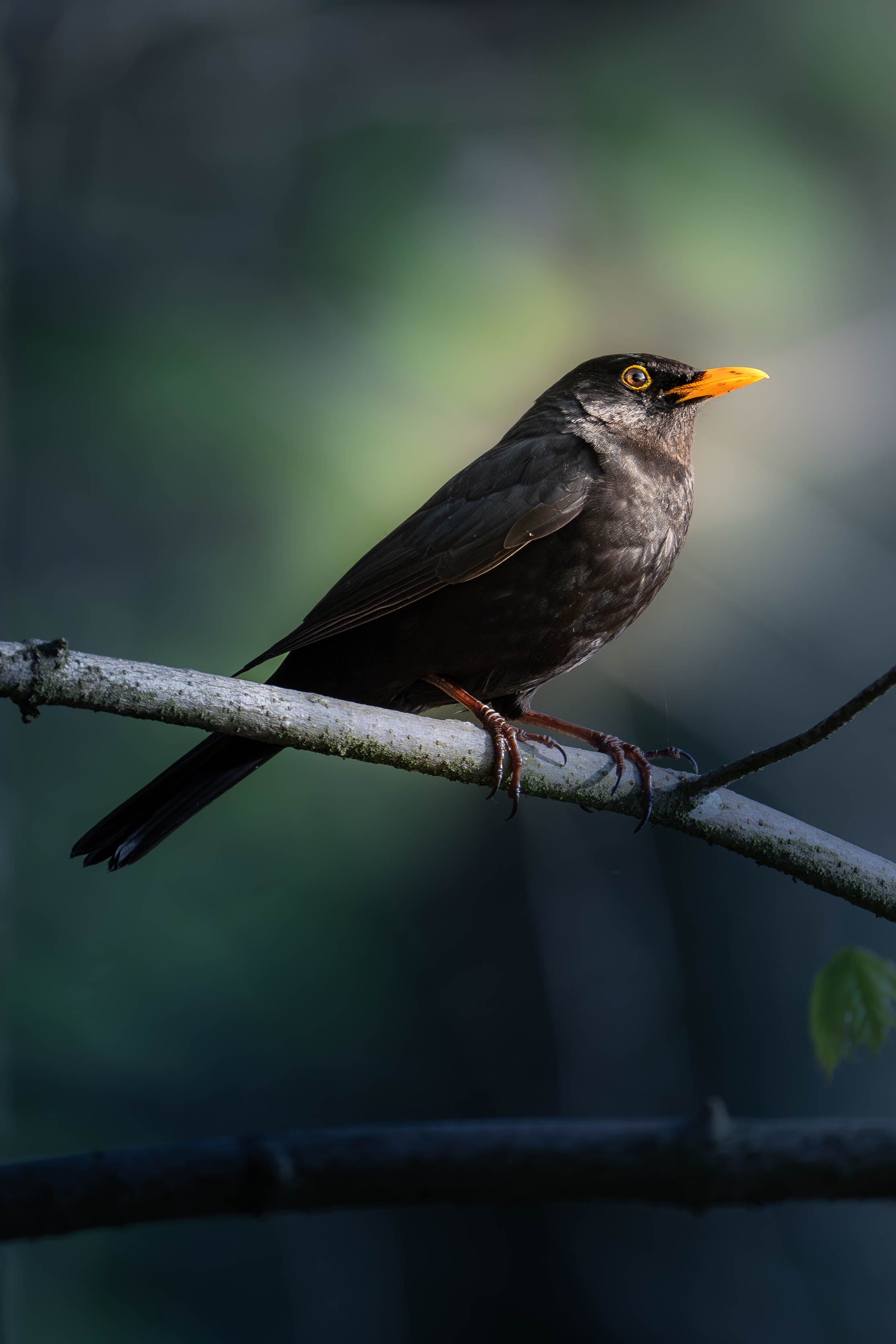 Un merle mâle au bec orange est perché sur une branche à l'ombre d'une forêt, une douce lumière éclairant sa tête.