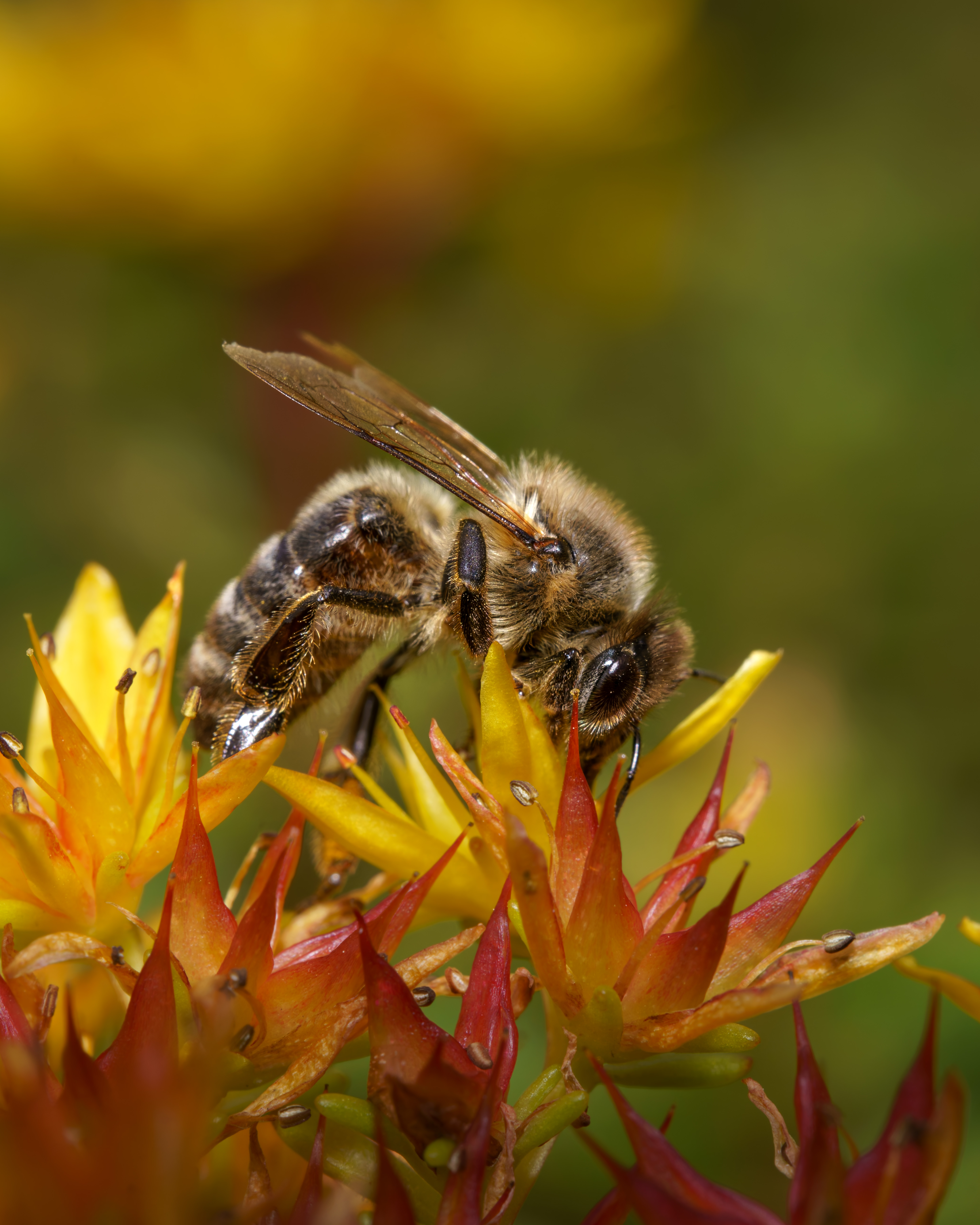 Une abeille mellifère butine le nectar des fleurs jaune vif et rouge du sedum sous la lumière estivale.