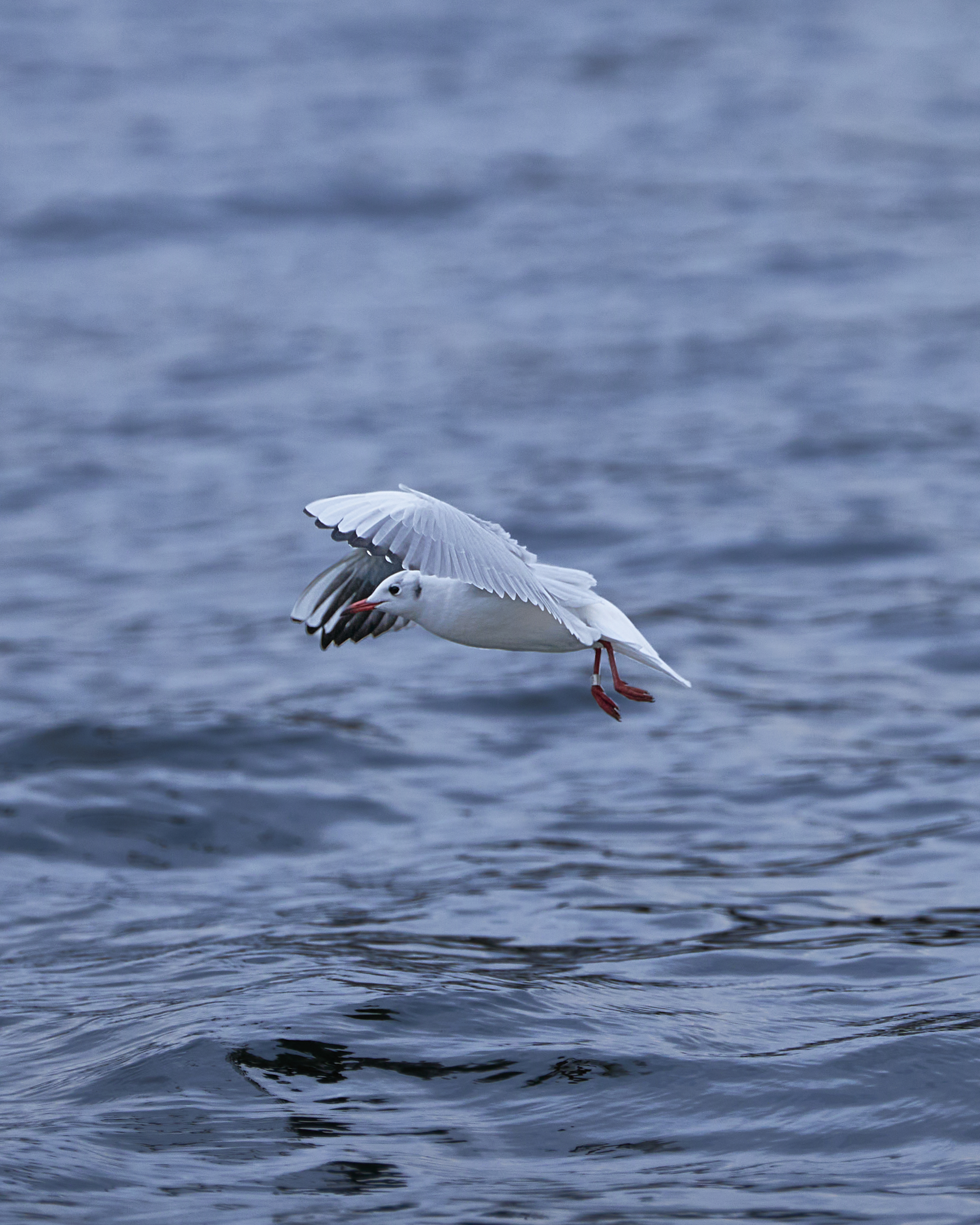 Mewa w locie sfotografowana obiektywem Sigma 135 mm f/1.4 – test śledzenia autofocusa i separacji tła przy f/1.4.